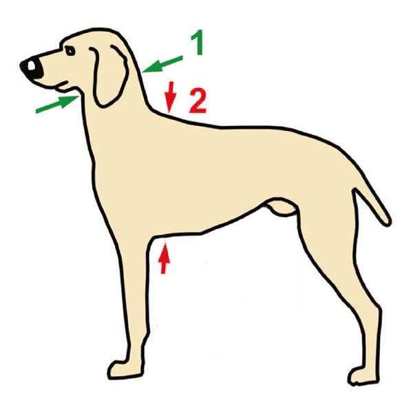 hund-Maße